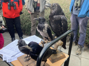 Brňané pozorovali přelety ptactva nad Brnem. Zimní nocoviště krkavcovitých ohrožuje plánovaná stavba lanovky