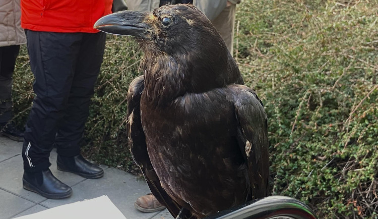 Brňané pozorovali přelety ptactva nad Brnem. Zimní nocoviště krkavcovitých ohrožuje plánovaná stavba lanovky