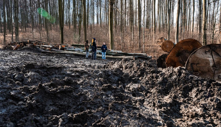 Ochránci přírody vyzvali ministry, aby zastavili další kácení ve Ždánickém lese