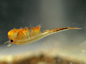 Zatopená pole Břeclavsku lákají vzácné druhy. Přilétají tam první čejky