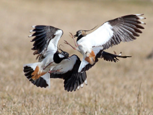 Zatopená pole Břeclavsku lákají vzácné druhy. Přilétají tam první čejky