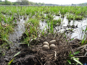 Zatopená pole Břeclavsku lákají vzácné druhy. Přilétají tam první čejky