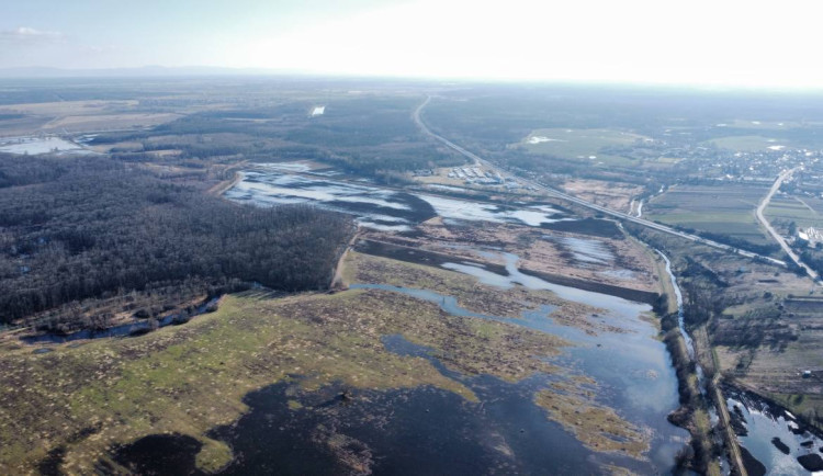 Zatopená pole Břeclavsku lákají vzácné druhy. Přilétají tam první čejky