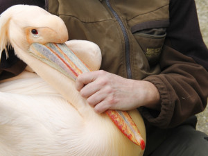 Brněnská zoo se dočasně ujala pelikánů z Hluboké. Opeřenci se na jižní Moravu vrátili po třiceti letech