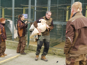 Brněnská zoo se dočasně ujala pelikánů z Hluboké. Opeřenci se na jižní Moravu vrátili po třiceti letech