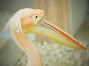 Brněnská zoo se dočasně ujala pelikánů z Hluboké. Opeřenci se na jižní Moravu vrací po třiceti letech