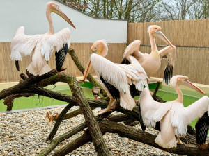 Brněnská zoo se dočasně ujala pelikánů z Hluboké. Opeřenci se na jižní Moravu vrátili po třiceti letech