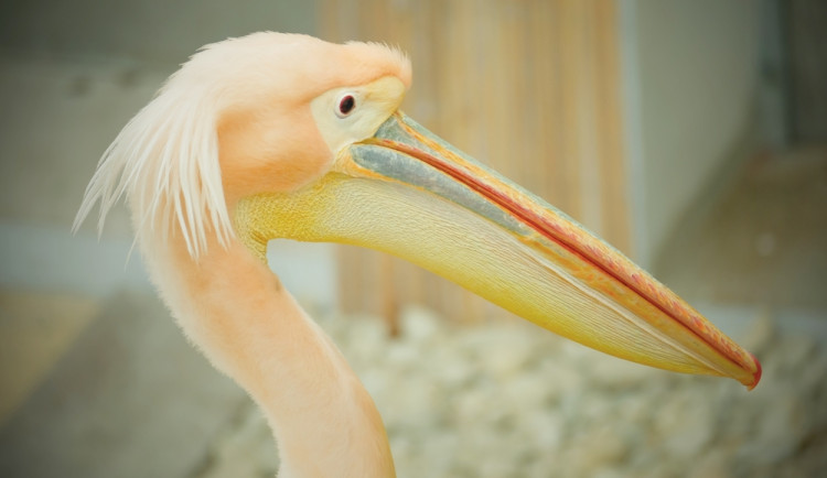 Brněnská zoo se dočasně ujala pelikánů z Hluboké. Opeřenci se na jižní Moravu vrátili po třiceti letech