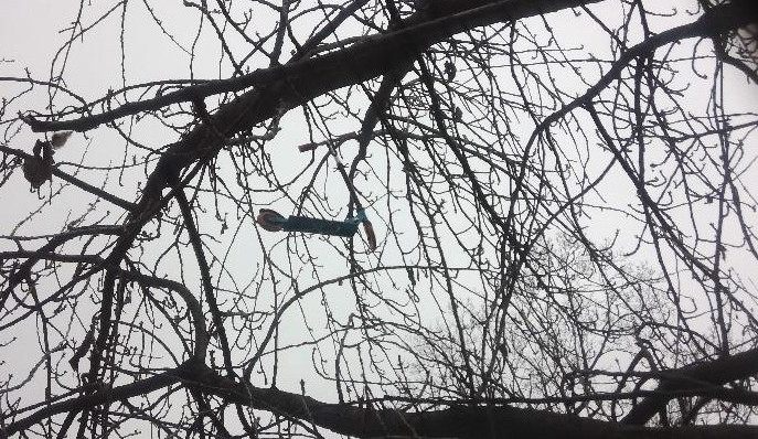 V Brně někdo zaparkoval koloběžku do koruny stromu. Strážníci na ni nedosáhli