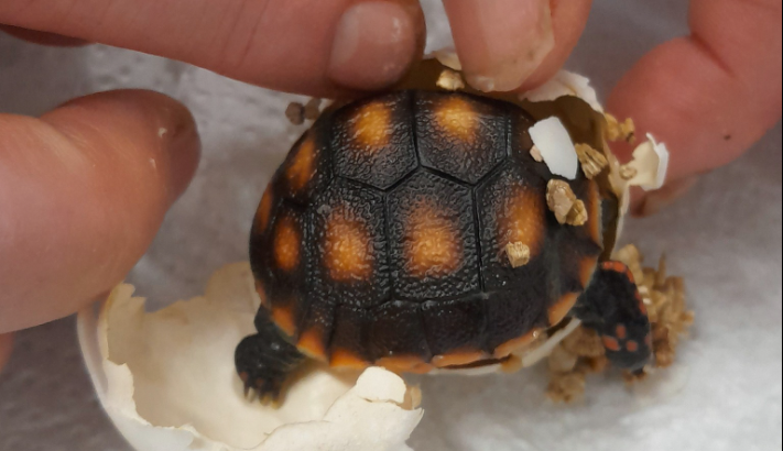 V hodonínské zoo se narodilo první mládě tropické želvy. Brzy očekáváme sourozence, říkají chovatelé