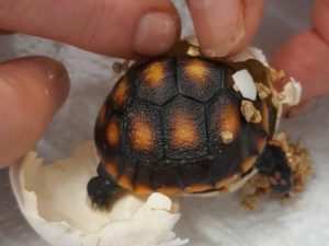 V hodonínské zoo se narodilo první mládě tropické želvy. Brzy očekáváme sourozence, říkají chovatelé
