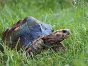 V hodonínské zoo se narodilo první mládě jihoamerické želvy. Brzy očekáváme sourozence, říkají chovatelé