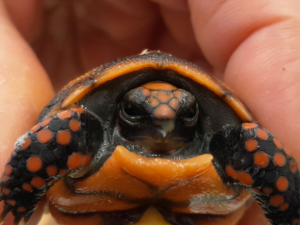V hodonínské zoo se narodilo první mládě jihoamerické želvy. Brzy očekáváme sourozence, říkají chovatelé