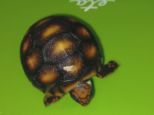 V hodonínské zoo se narodilo první mládě jihoamerické želvy. Brzy očekáváme sourozence, říkají chovatelé