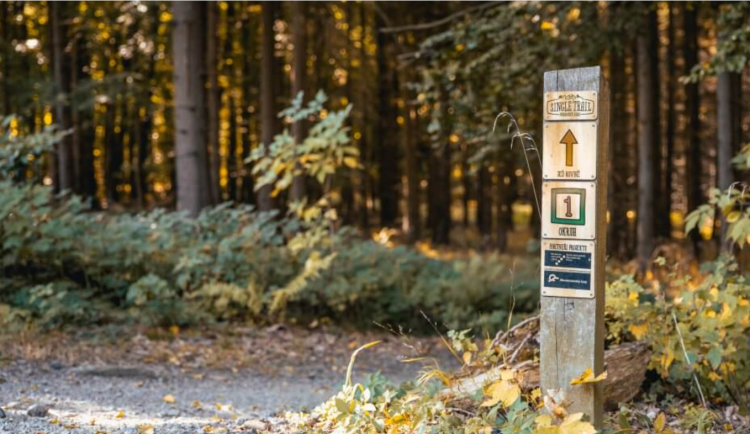 Bezpečný relax pro cyklisty i pěší. Brněnští odborníci na lesy radí, jak zabránit kolizím i poškození přírody