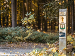 Bezpečný relax pro cyklisty i pěší. Brněnští odborníci na lesy radí, jak zabránit kolizím i poškození přírody