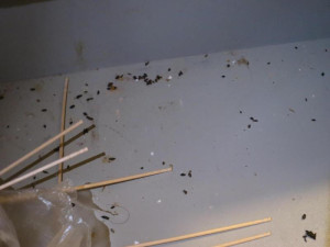 Inspektoři objevili v restauraci na Vyškovsku myší trus. Hlodavci prokousali obaly potravin