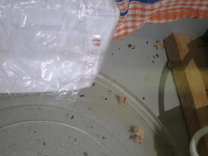 Inspektoři objevili v restauraci na Vyškovsku myší trus. Hlodavci prokousali obaly potravin