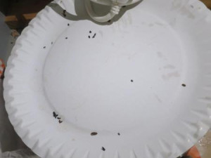 Inspektoři objevili v restauraci na Vyškovsku myší trus. Hlodavci prokousali obaly potravin