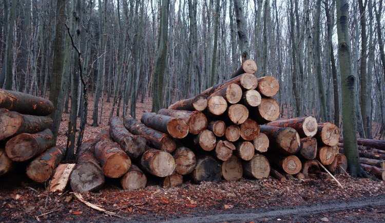 Ministr zemědělství převzal výzvu aktivistů za záchranu starých lesů. Přehodnotí kácení ve Ždánicích