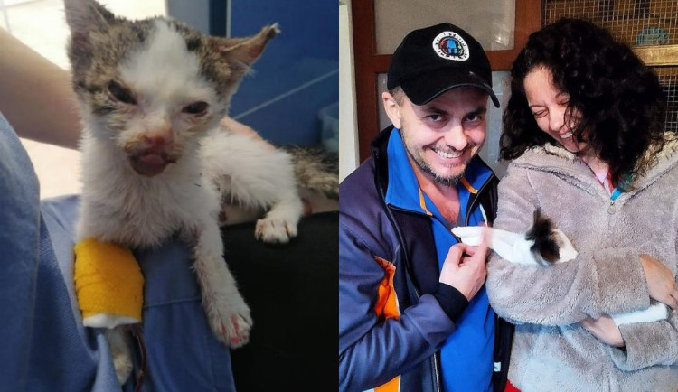 Týrané kotě Jiřinka se spáleným čumákem a zlomeným ocasem našlo nový domov