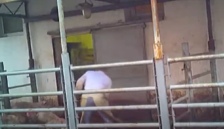 VIDEO: Soud ve Znojmě se začal zabývat případem týrání zvířat na jatkách v Hraběticích