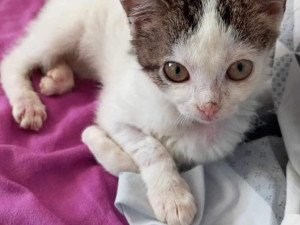 Týrané kotě Jiřinka se spáleným čumákem a zlomeným ocasem našlo nový domov