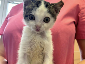 Týrané kotě Jiřinka se spáleným čumákem a zlomeným ocasem našlo nový domov