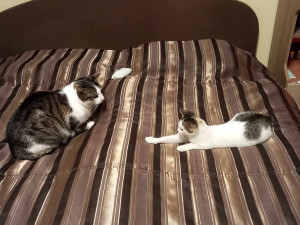 Týrané kotě Jiřinka se spáleným čumákem a zlomeným ocasem našlo nový domov