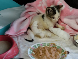 Týrané kotě Jiřinka se spáleným čumákem a zlomeným ocasem našlo nový domov