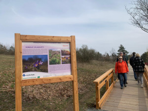 V jihomoravské metropoli rozkvetly vzácné koniklece. Před nemotornými turisty je chrání je dřevěný chodníček