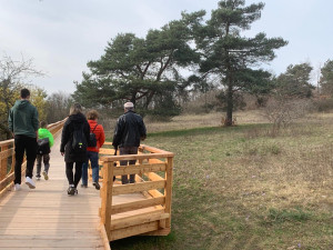 V jihomoravské metropoli rozkvetly vzácné koniklece. Před nemotornými turisty je chrání je dřevěný chodníček