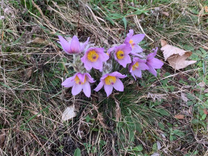 V jihomoravské metropoli rozkvetly vzácné koniklece. Před nemotornými turisty je chrání je dřevěný chodníček