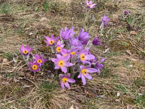 V jihomoravské metropoli rozkvetly vzácné koniklece. Před nemotornými turisty je chrání je dřevěný chodníček