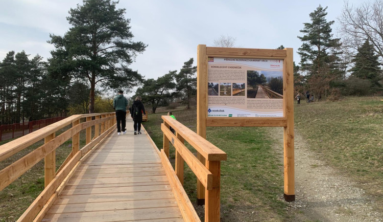 V jihomoravské metropoli rozkvetly vzácné koniklece. Před nemotornými turisty je chrání je dřevěný chodníček