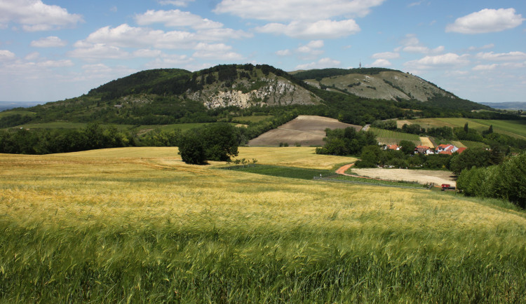 Ochránci přírody na Pálavě likvidovali nepůvodní kaktusy, které mohou ohrozit tamní rostliny
