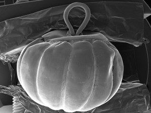 Archeologové zkoumají luxusní šperky z devátého století nalezené na jihu Moravy