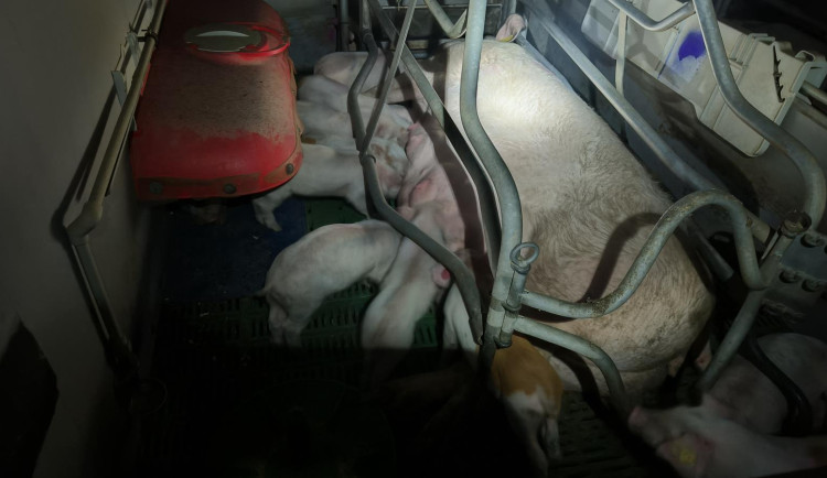 Požár zasáhl chov prasat. Prasnice i selata, kterých bylo v objektu skoro pět set, jsou v pořádku