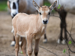 Unikátní chov z Hodonína poputuje do slunné Itálie. O přímorožce arabské požádala místní zoo
