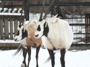 Unikátní chov z Hodonína poputuje do slunné Itálie. O přímorožce arabské požádala místní zoo