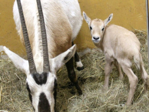 Unikátní chov z Hodonína poputuje do slunné Itálie. O přímorožce arabské požádala místní zoo