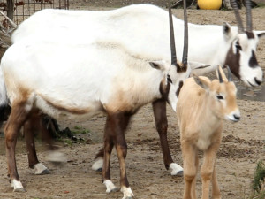 Unikátní chov z Hodonína poputuje do slunné Itálie. O přímorožce arabské požádala místní zoo