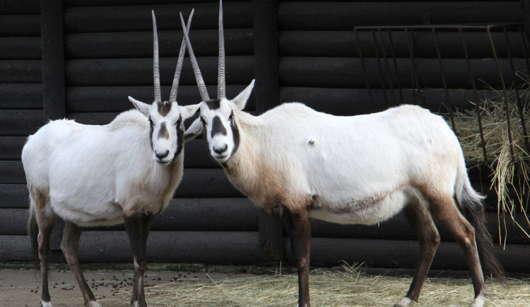 Unikátní chov z Hodonína poputuje do slunné Itálie. O přímorožce arabské požádala místní zoo