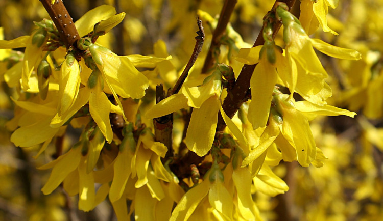 Dnes začalo astronomické jaro. To meteorologické panuje v Česku už několik dní