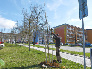 Jarní výsadba stromů začala letos v Blansku kvůli příznivému počasí o několik týdnů dřív