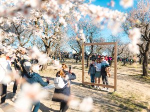 V Hustopečích na Břeclavsku kvetou mandloně. Nadšence do sadů lákají mandlové dobroty i místní vína