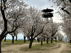 V Hustopečích na Břeclavsku kvetou mandloně. Nadšence do sadů lákají mandlové dobroty i místní vína