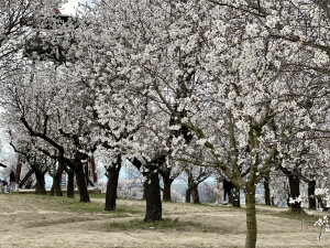 V Hustopečích na Břeclavsku kvetou mandloně. Nadšence do sadů lákají mandlové dobroty i místní vína