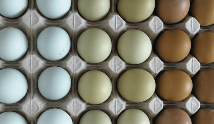 Vědci z Brna vytvářejí škálu pro hodnocení netradičně zbarvených vajec. Ta mohou být modrá i zelená