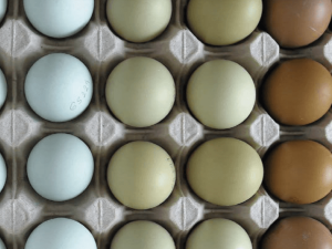 Vědci z Brna vytvářejí škálu pro hodnocení netradičně zbarvených vajec. Ta mohou být modrá i zelená